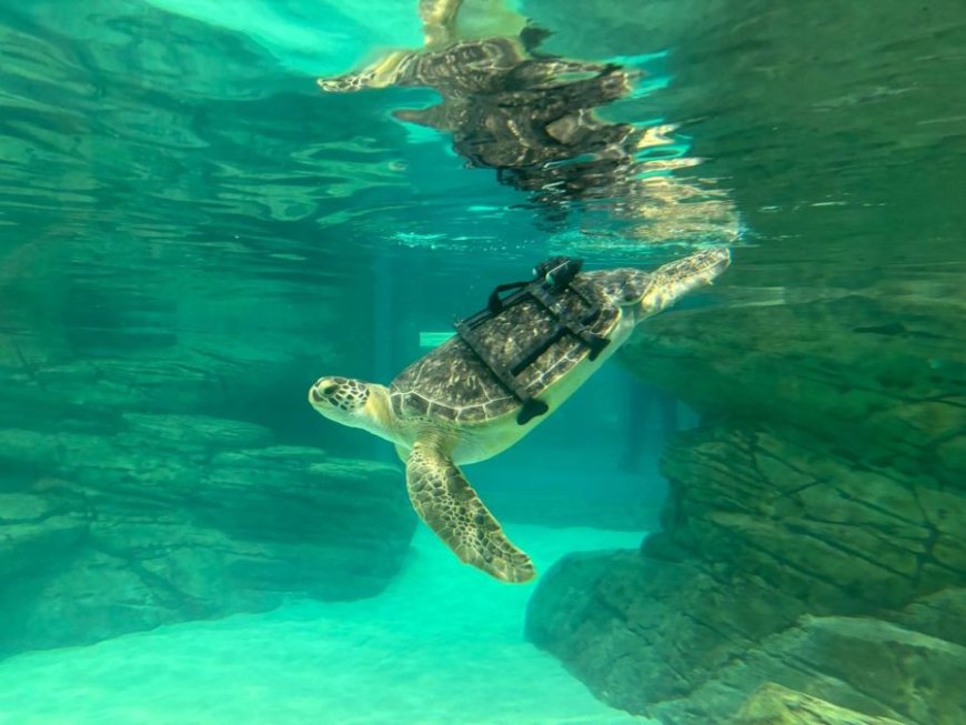 KCNSC engineers save sea turtle’s life at Kansas City Zoo & Aquarium