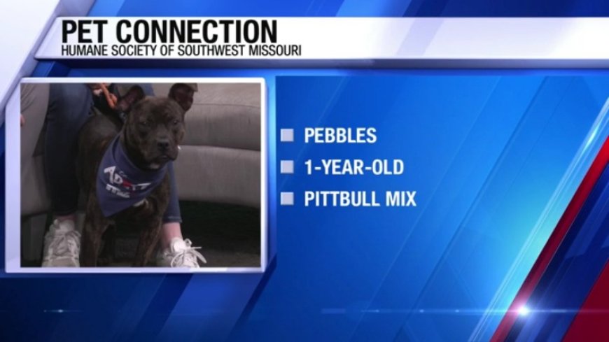Meet Pebbles at Humane Society of Southwest Missouri