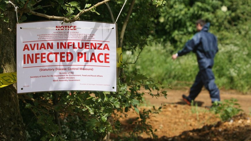 Highway shut down after waste truck carrying dead bird flu ducks crashes in northern Indiana