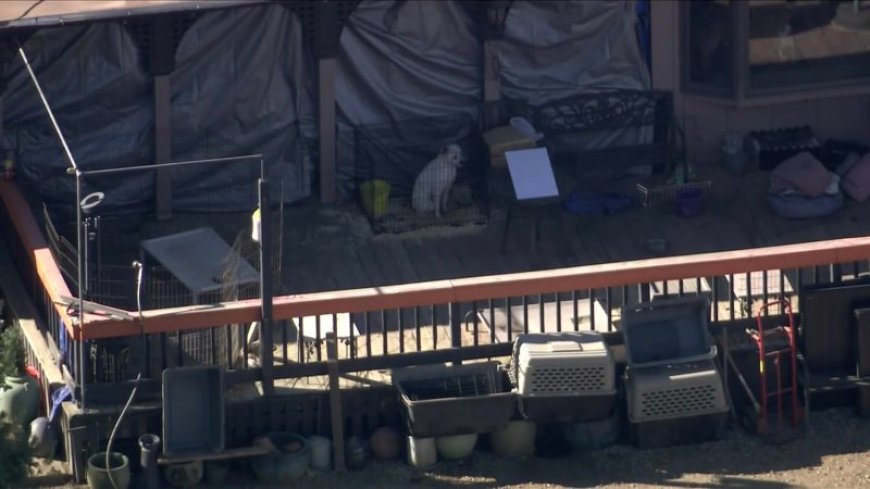 Hundreds of dogs, cats rescued from L.A. County property