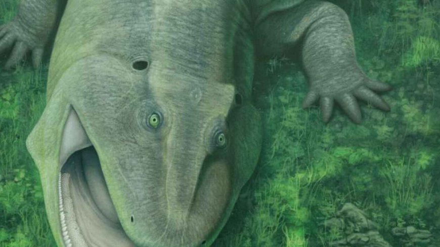 A 275-million-year-old herbivore with a crooked jaw and “sideways” teeth has been found in Brazil and dubbed a living fossil