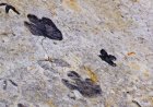 Scientists Just Discovered Some of the Youngest Dinosaur Tracks on a Little-Known South African Coast