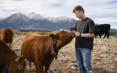 Peter Thiel’s big bet on solar-powered cow collars