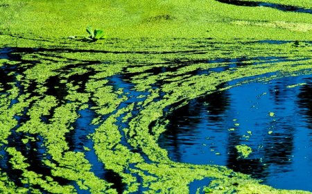 Blue-green algae warning issued for Lake Afton