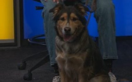 Kansas Humane Society spotlights The Great Bambina