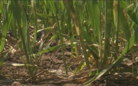 Kansas farmer hoping for more rain as dry weather threatens wheat harvest
