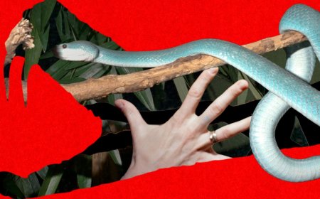 Snake Bros Keep Getting Bitten by Their Lethal Pets. Only Zoos Can Save Them