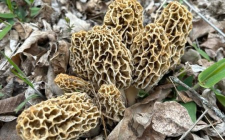 Morel mushroom season begins, here's what to look for