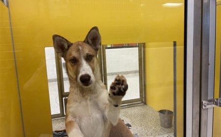 How Kansas City's pet housing problem is hurting people, pets & shelters