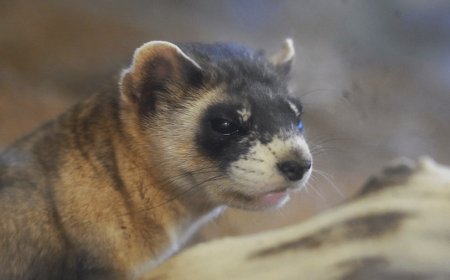 Conservationists bring back Kansas species from brink of extinction