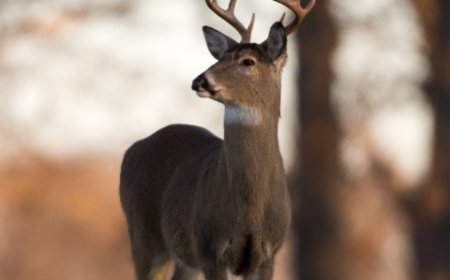 Missouri seeks input on deer hunting rules for nonresidents