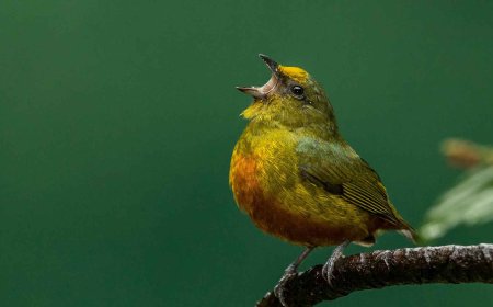 If you hear birds singing in your home during the day, it’s not just background noise: science believes something very good might be happening around you… and inside you