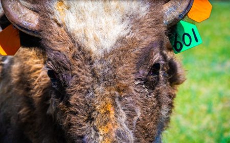 Bison herd in Hays gets new blood. How that's protecting the population