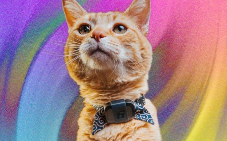 Fi Mini for Cats Review: Track Your Pets and Monitor Their Activity