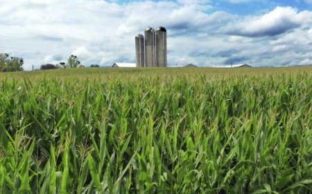 Kansas farmers shifting from corn to soybeans