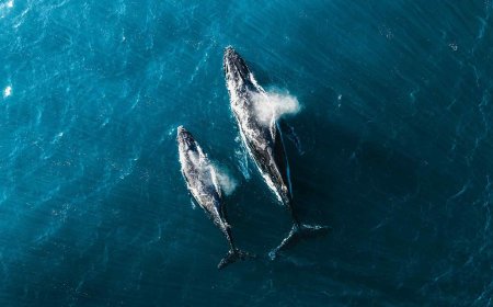 Marine scientists began detecting a strange “acoustic fog” near New York until they saw whales fleeing the area in large numbers