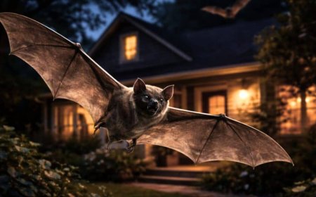 If You See Bats Flying Over Your House at Night, It Often Means a Good Thing for Your Yard