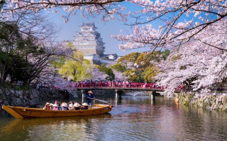 Tourist chaos erupts as cherry blossom festival is shut down, officials triple tax to curb crowds