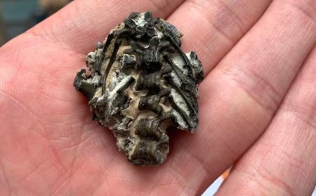 Scientists Scanned Tiny Fossil Still Wrapped in Skin, and Discovered the Oldest Breathing System Ever