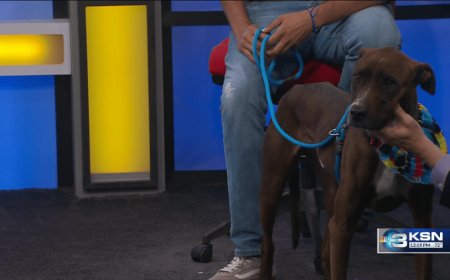Pet Project: Nothing's sweeter than Brownie