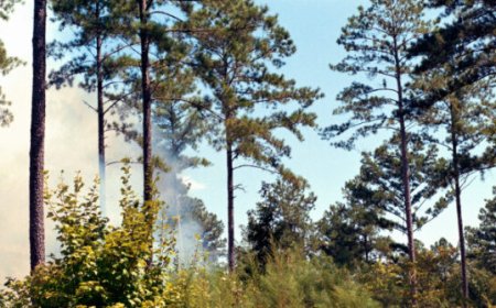 USDA Debunks Establishment Media Reports on Forest Service Restructuring