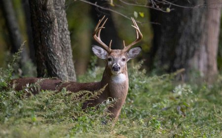 A scary “vampire deer” with fangs thought gone for 70 years has reappeared and scientists fear it may be a warning sign of a species in trouble