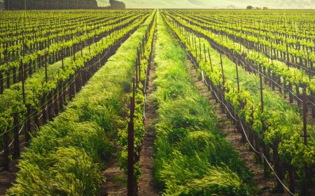 Over 2.5 million pounds of “forever chemicals” were sprayed on California crops — now a new bill aims to end it