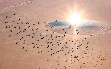 Birds are starting to mistake solar panels for lakes and land on them, and experts warn it may be disrupting their migrations