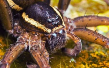 Spotted in Ecuador, This Unknown Spider Tricks Everyone by Pretending to Be a Fungus…For A Very Specific Purpose