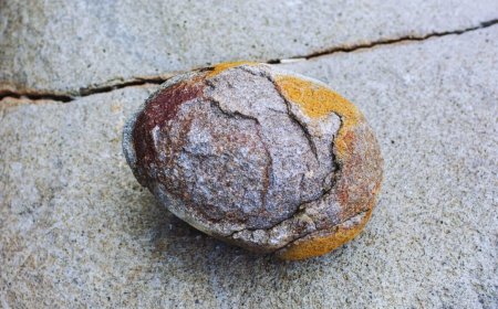 Scientists Just Found 190-Million-Year-Old Dinosaur Embryos With Preserved Proteins Inside