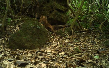 A Legendary Red Predator Has Been Filmed Alive for the First Time After 20 Years Presumed Gone