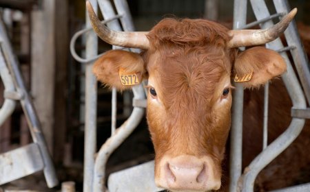 Stolen cow captured after breaking loose in northwest Wichita