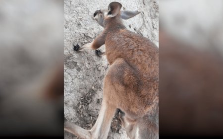 Kangaroo on the loose in southeast Kansas