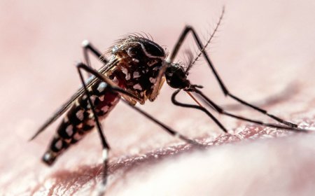Flight Path Data Shows How Mosquitoes Target Humans