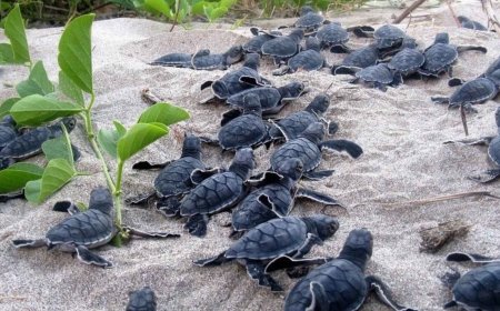 The beaches of Cape Verde seem to be teeming with loggerhead sea turtles like never before, but a 17-year study reveals the worrying side of this phenomenon: although they arrive earlier, they lay fewer eggs, nest less frequently, and take up to twice as long to return