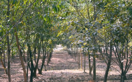 SFO secures three convictions for £70 million investment fraud