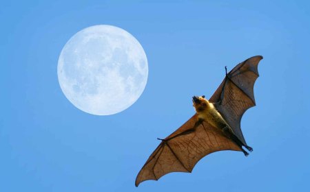 Scientists agree on this and are issuing a serious warning: these bats could be behind a future epidemic in the most affected areas of the planet