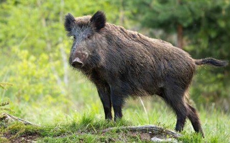 Seeing a wild boar near a playground or crossing a bike path might seem like a one-off visit from the forest, but genetics tells us a much stranger story: in Berlin and Barcelona, there are already urban populations that clearly differ from their rural counterparts, and that completely changes the way cities should act