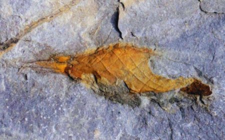 Locked Inside Ancient Rock, This 310-Million-Year-Old Shark Egg Case Has Just Been Found Preserved Against All Odds