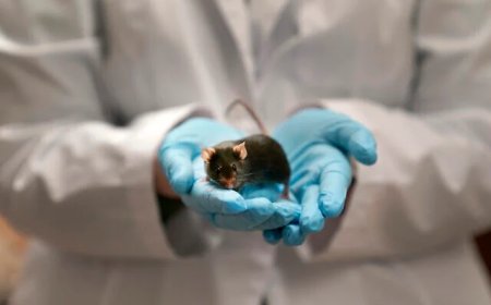 With a switch of a letter in DNA ‘dark matter,’ Israeli scientists change sex of mouse