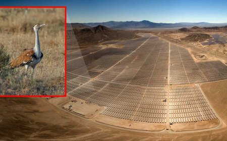 A small bird has taken over a plot of land in India, forcing the suspension of a 10-million-panel solar project