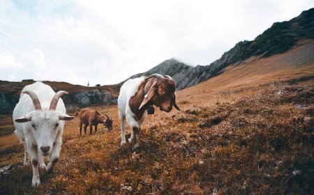 After changing their diet and adding ‘bioactive’ supplements, goats are now able to heal themselves without medication