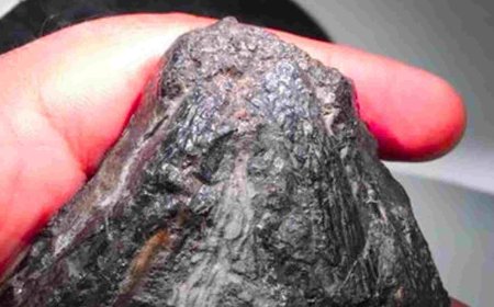 A 307-million-year-old fossil the size of a soccer ball could change what we know about the origin of herbivorous animals