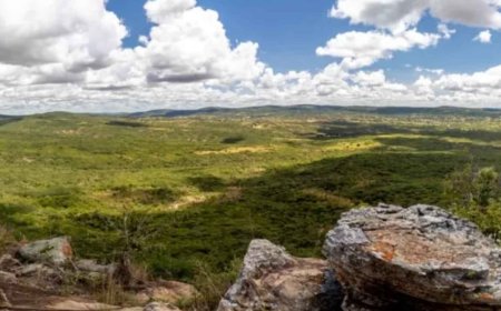Africa is surprising the whole world with a phenomenon no one expected: trees are reappearing without anyone having planted them