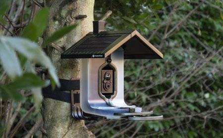 Is your bird feeder camera doing more harm than good? 3 tips for using it safely as RSPB issues urgent disease warning