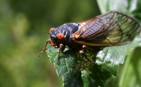 'Straggler' cicadas may appear this year: Here's where