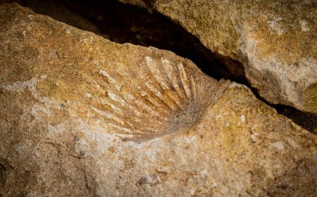 Our eyes may trace back to a single “cyclops” eye that sat atop an ancient worm’s head 600 million years ago