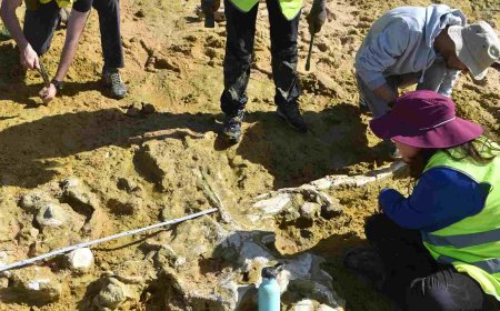 A storm uncovers two 10-million-year-old whales, and the discovery surprises Europe