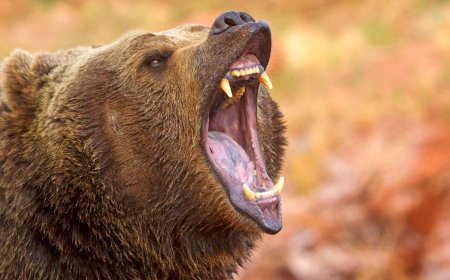 Goodbye to the bear as a hunter: a new study reveals that more and more populations are shifting toward a plant-based diet