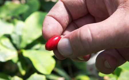 'Miracle fruit' may help cancer patients overcome chemo side effect that can lead to dangerous weight loss